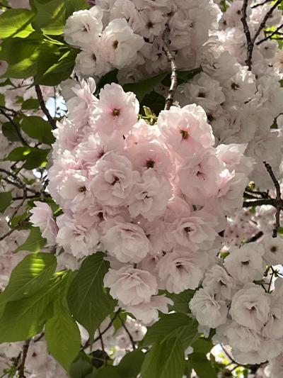 春の東京をぶらぶら ４月前編