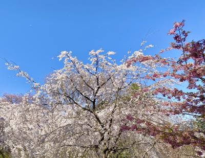 桜咲く名古屋・伊勢神宮へ★弾丸一人旅