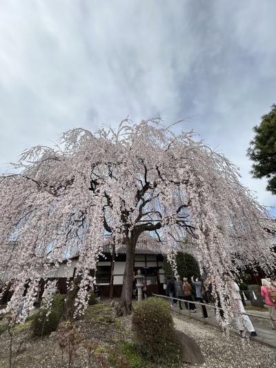 桜満開巡り　京都御苑　近衛邸跡の枝垂れ桜　出水の糸桜　有栖館　水火天満宮　本満寺　植藤造園邸！　　