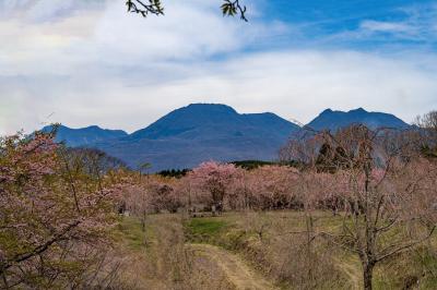 長湯温泉しだれ桜の里の大漁桜　2025