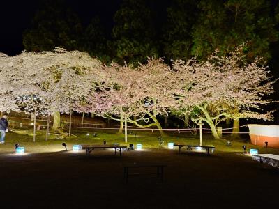 ヴィアイン京都四条室町に泊まってアメックス世界遺産醍醐寺2025特別観桜