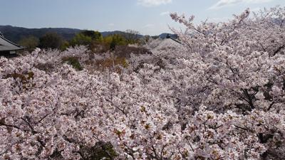 京都桜の穴場 将軍塚舞台 圓光寺