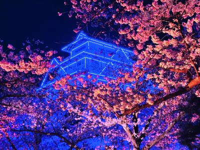 春爛漫  福岡城さくらまつり　2025
