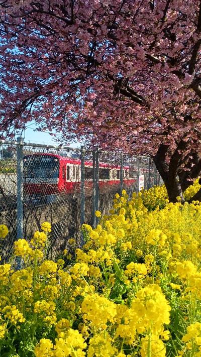 「三浦海岸桜まつり」の河津桜と、城ヶ島へサクッと日帰りトリップ