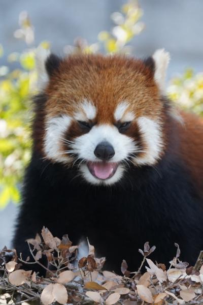 レッサーパンダはかわゆい !!! プルプル通信 10 安佐動物公園