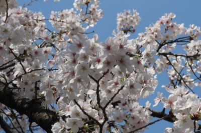 駒場公園でお花見！