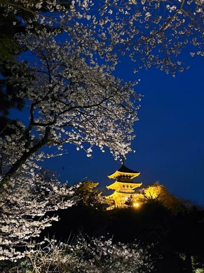 夜桜鑑賞　三渓園
