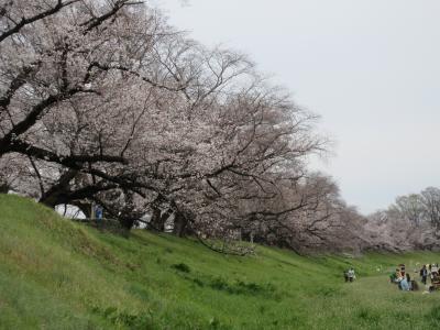 京都府・八幡市の背割堤さくらまつり