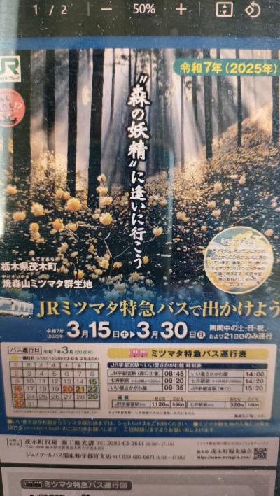 ミツマタ群生地を見学後、焼森山＆鶏足山登山