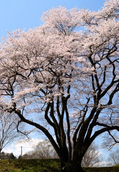 鉢形城のエドヒガン桜と本庄のヨウコウ桜