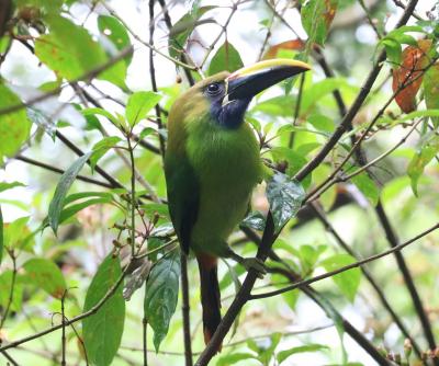 コスタリカ　クリカンチャ保護区でネーチャーツーリズム体験（８）