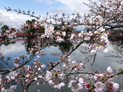 「御嶽山 白龍神社」のサクラ_2025_少しだけ咲き始めていました（伊勢崎市）