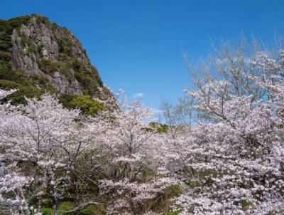 【武雄温泉・武雄センチュリーホテル】武雄の桜を訪ねて (観桜の旅2025)