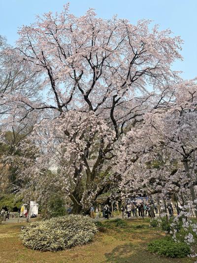 早春の東京・文京区　六義園