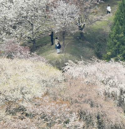 Japan春爛漫の奈良でオフ会④吉野山の桜