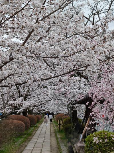 桜を求めて京都・哲学の道へ！　哲学の道、南禅寺、水路閣、蹴上インクライン!