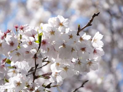 【徒然日記】2025年4月~皇居・乾通りから千鳥ヶ淵&靖国神社~
