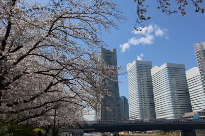 横浜　2025年の春をぶらぶら