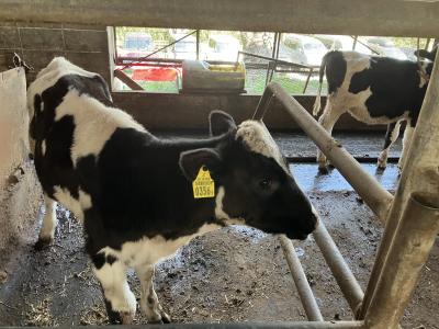 コクのあるジェラートが人気の「榎本牧場」