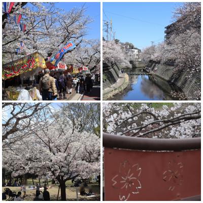 横浜「大岡川の桜並木」から 藤沢「湘南台の桜」散歩 2025