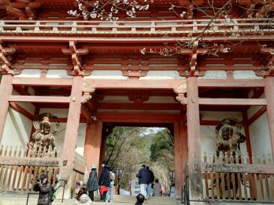 嵐山、醍醐寺、東寺の桜