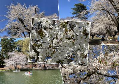 大宮公園の桜(2025年)桜名所100選