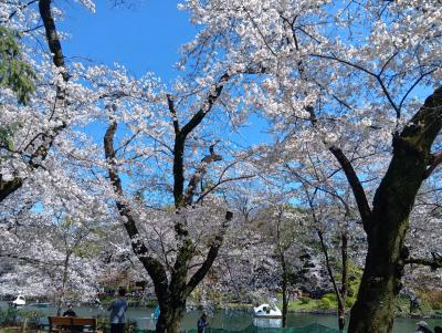 東京２０２５桜　【５】井の頭公園