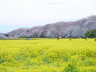 2025年桜開花状況&#9825;権現堂桜堤