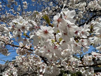 武蔵関公園のお花見