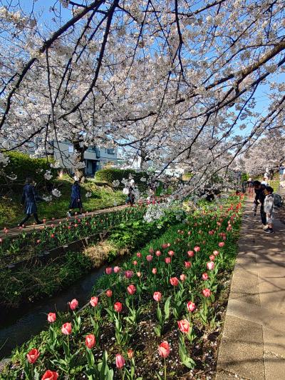 2025江川せせらぎ緑道