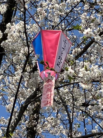 2025年4月　満開の桜（王子）