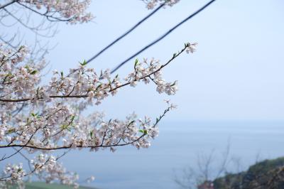 伊豆山神社と三島大社の桜と香湯楼井川