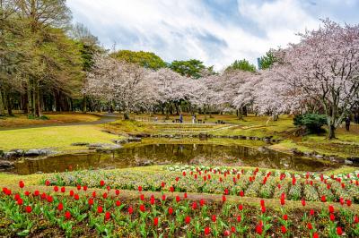 別府公園の桜　2025