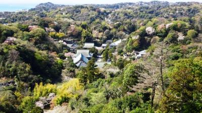 桜、山、池、寺社、2025鎌倉紀行