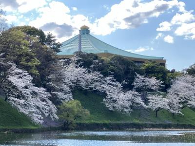 2025年4月　満開の桜（九段下）