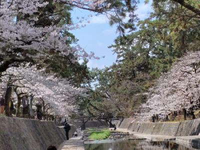 夙川の桜と神戸散策～やっぱり花より団子！？～