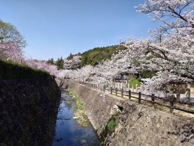 2025年花見第二弾~和歌山粉河寺