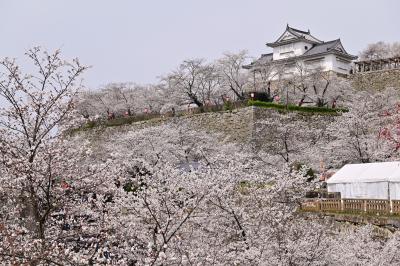 2025年の津山さくらまつり