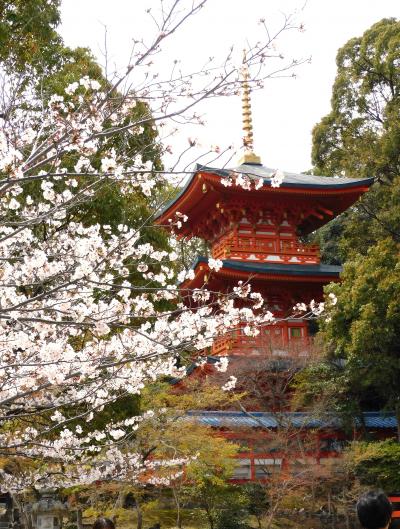 春爛漫の須磨桜めぐり