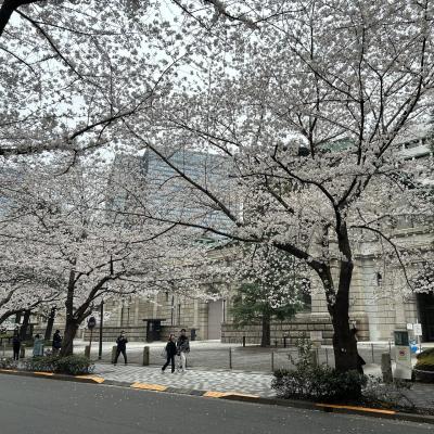 2025年春、"日本橋 日銀・三越界隈の桜"。3月31日（月）夕刻 曇り・満開、人が少なくて意外と穴場かも！