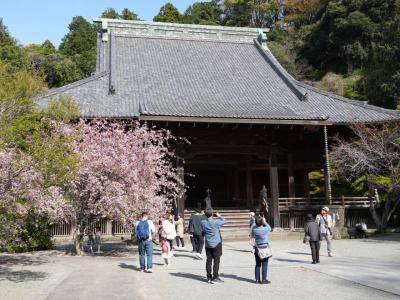 【徒然日記】2025年4月～鎌倉・花さんぽ～