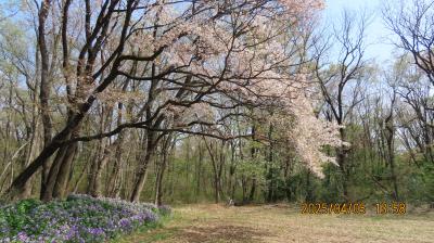 森のさんぽ道で見られた山桜と蝶の観察