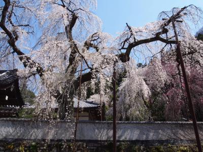 【埼玉の春2025】秩父・枝垂れ桜の名所へ