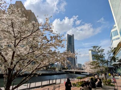 2025年4月5日、横浜みなとみらいの桜開花を確認