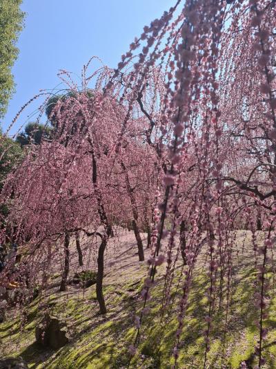 春爛漫 梅の競演♡ 城南宮と北野天満宮