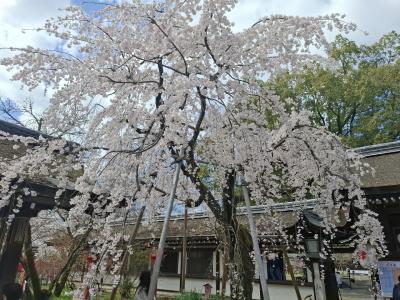 春爛漫　桜を愛でる散策記　平野神社　寺之内通　府庁