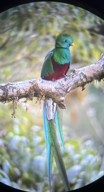 中米７ヵ国大紀行21日間　15日目　ケツァール探し～カルタゴ～サンホセ