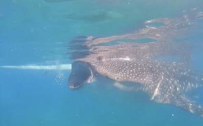 春休みは母子でセブ島へ②～ジンベイザメとシュノーケリングツアー