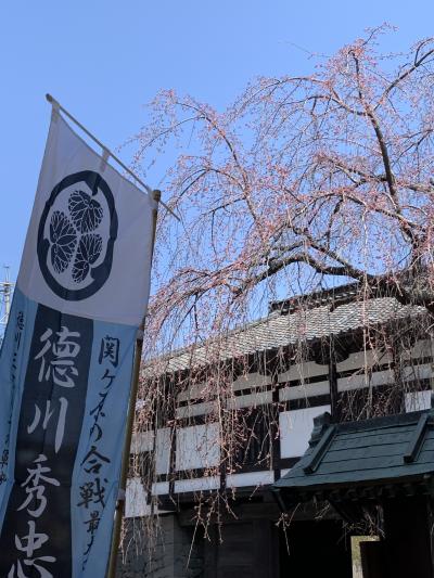 2025年4月 桜を求めて再び小諸へ家族旅