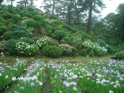 花菖蒲＆あじさい目的で小田原城へ。大雨で靴がびしょ濡れでした。